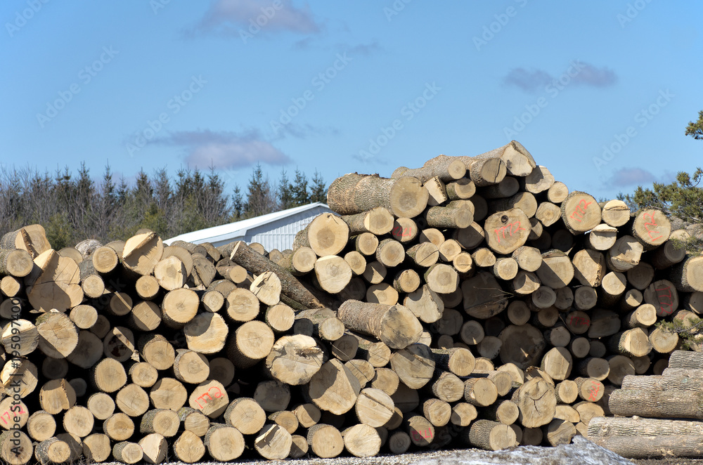 Stack of logs by sawmill