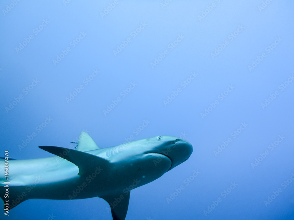 Fototapeta premium low angle view of sharks in the sea