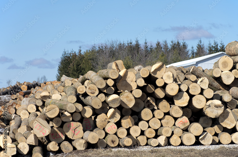 Stack of logs by sawmill