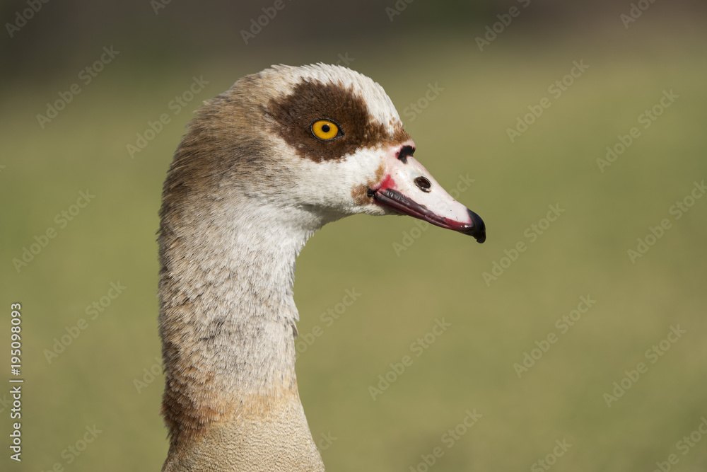 Egyptian Goose (Alopochen aegyptiaca) Closeup, Profile, Blurred Grassy Background Egyptian Goose (Alopochen aegyptiaca) Closeup, Profile, Blurred Grassy Background