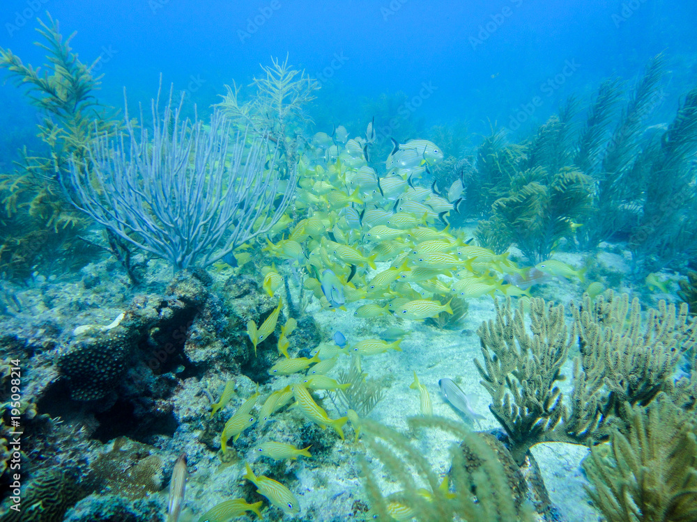Obraz premium Yellow grunts school in a coral reef of Providence Island, Colombia