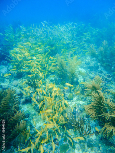 Yellow grunts school in a coral reef of Providence Island  Colombia