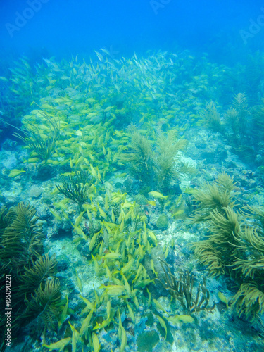 Yellow grunts school in a coral reef of Providence Island, Colombia © franciscojrg