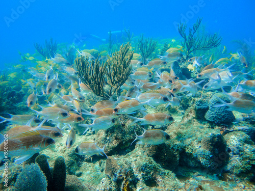 Mosaic of red fishes in a coral reef of the caribbean in Providencia Island, Colombia