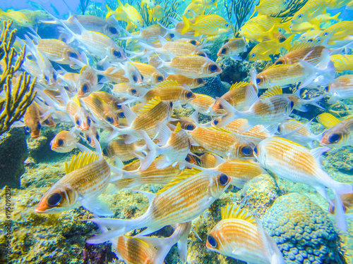 Mosaic of red fishes in a coral reef of the caribbean in Providencia Island  Colombia