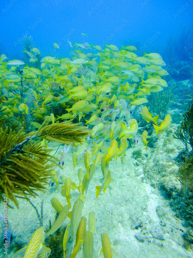 Obraz premium Grunts school under water