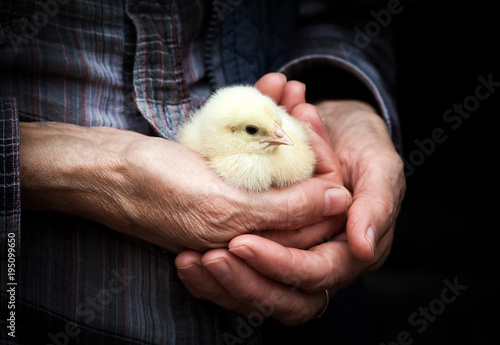 Carta da parati newborn chick on a farmer's hand
