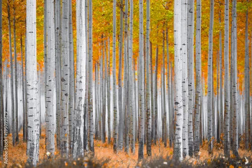 Fototapeta samoprzylepna Jesienna scena leśna
