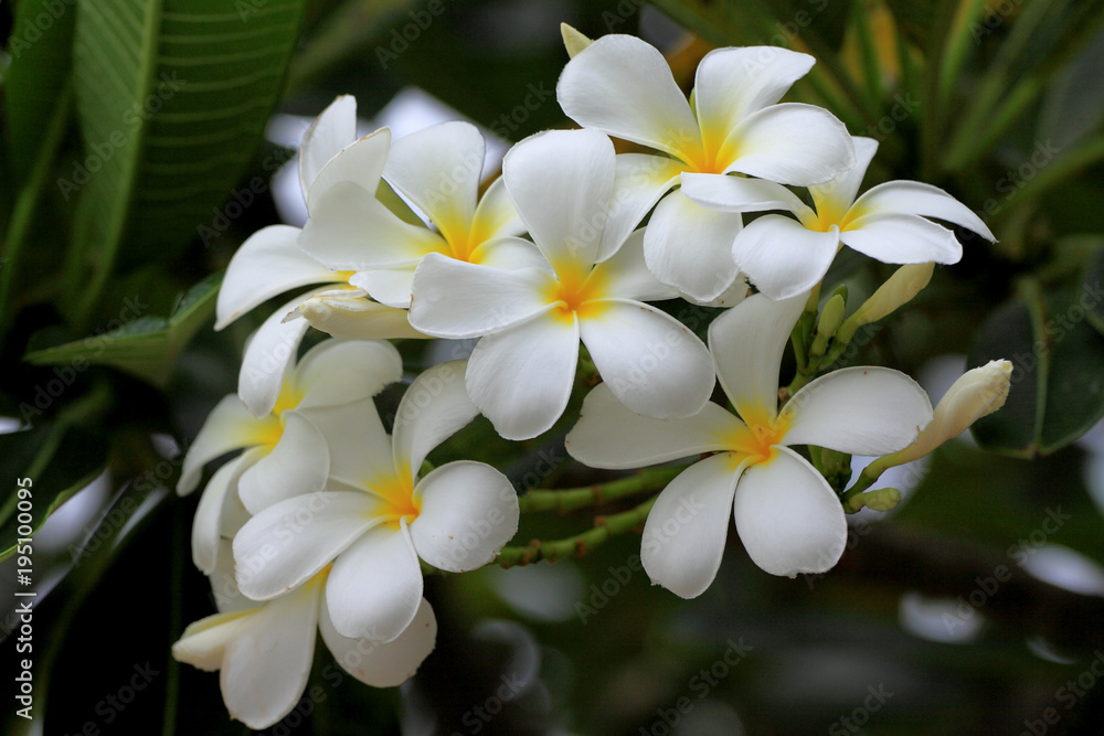 Naklejka premium Plumeria