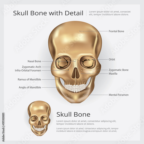 Human Bone Skull Anatomy Vector illustration