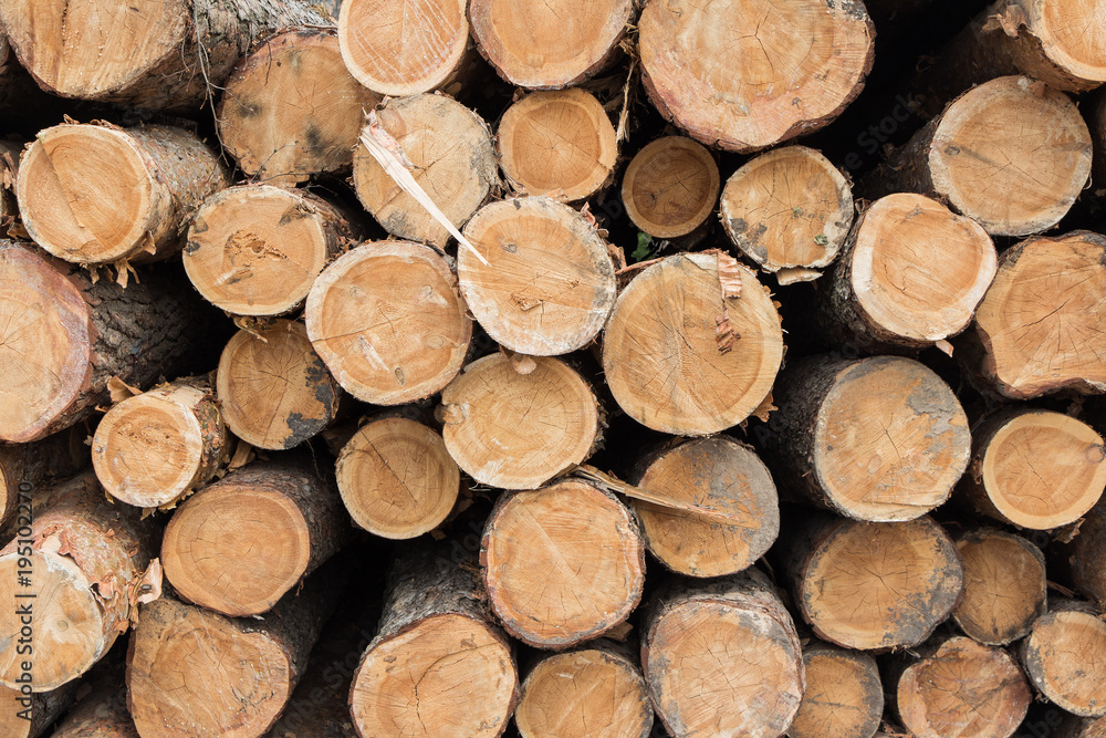 Pine log ends background, wood cross sections Pine log ends background, wood cross sections
