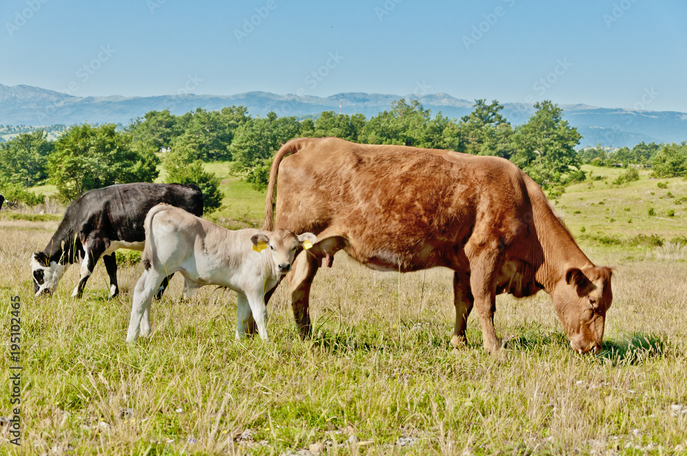 Cow with calf at Grazing Near Koljane - 0848