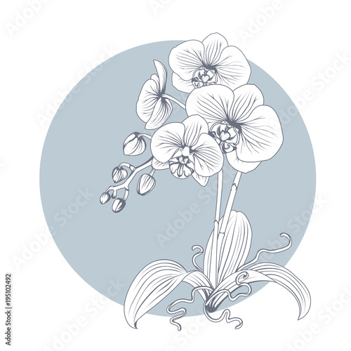 Hand drawn sketch orchid flower. Phalaenopsis contour image. Black and white with line art illustration.