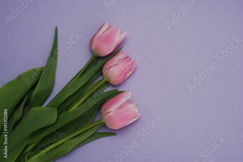 Three Pink Tulips bouquet, over Purple Background with copy space. Top view. flat Lay. Spring time.