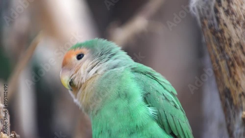 small parrot in the national park