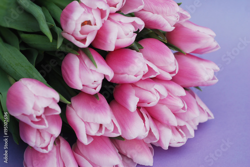 Pink Tulips bouquet  over Purple Background with copy space. Top view. flat Lay. Spring time.