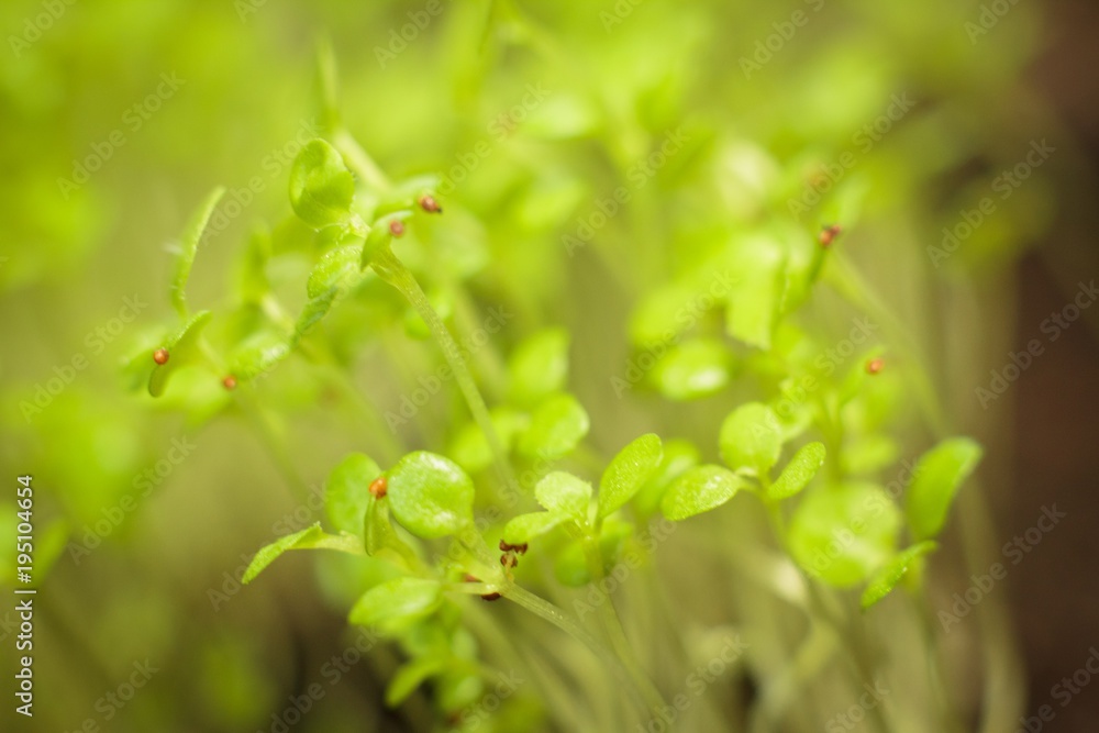 Fresh healthy seed sprouts, healthy and clean eating concept. Young green sprouts, macro Fresh healthy seed sprouts, healthy and clean eating concept. Young green sprouts, macro