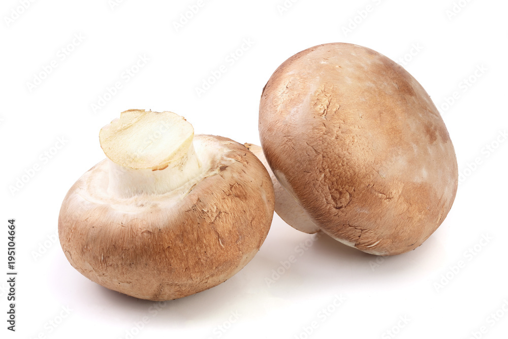 Royal Brown champignon isolated on white background