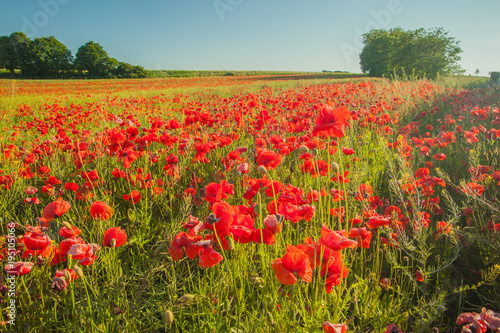 Mohn im Rapsfeld,leicht wellige Landschaft, Brandenburg, untergehende Sonne 