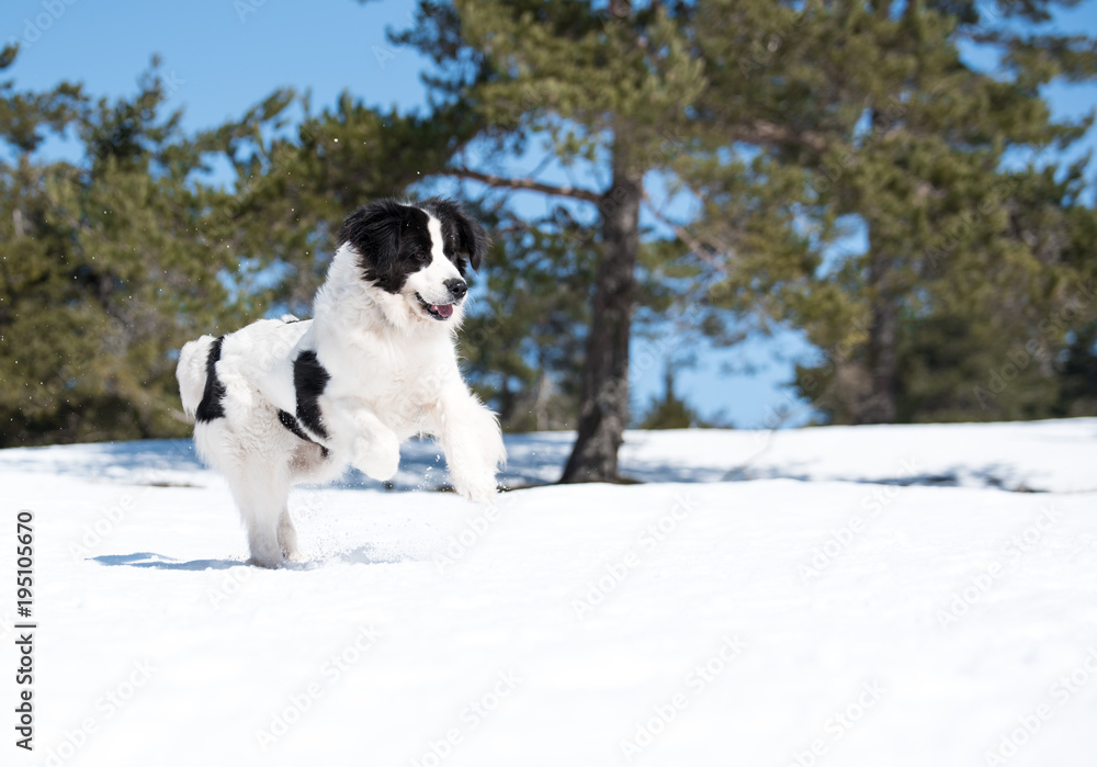 landseer in the snow winter white playing pure breed landseer in the snow winter white playing pure breed