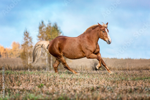 Red horse running gallop on a meadow