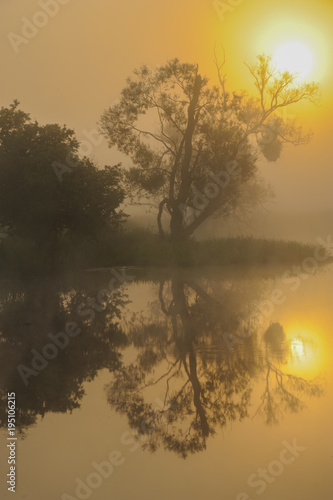 Sonnenaufgang in der Oderaue, Nebel verschleiert die aufgehende Sonne, Alte Silberweide spiegelt sich im Wasser der Fliesse