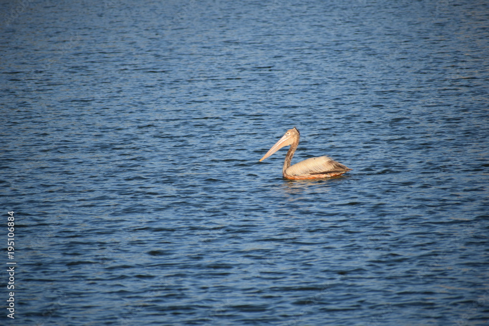 Swimming Pelican 
