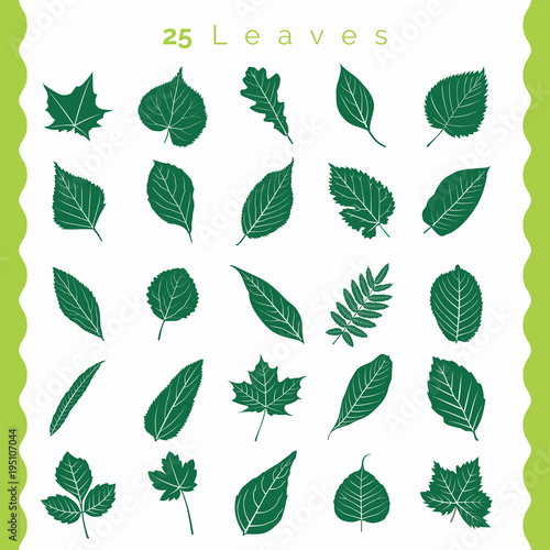 Set of Green Leaves