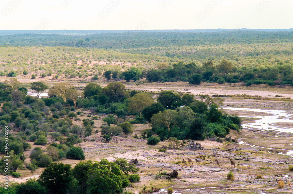 Giraffes Running on the Plains of South Africa