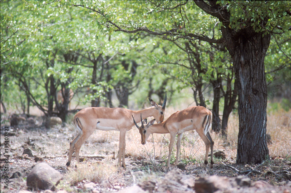 Kruger National Park, South Africa Kruger National Park, South Africa