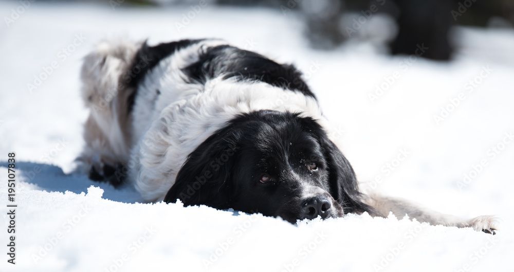 landseer in the snow winter white playing pure breed landseer in the snow winter white playing pure breed