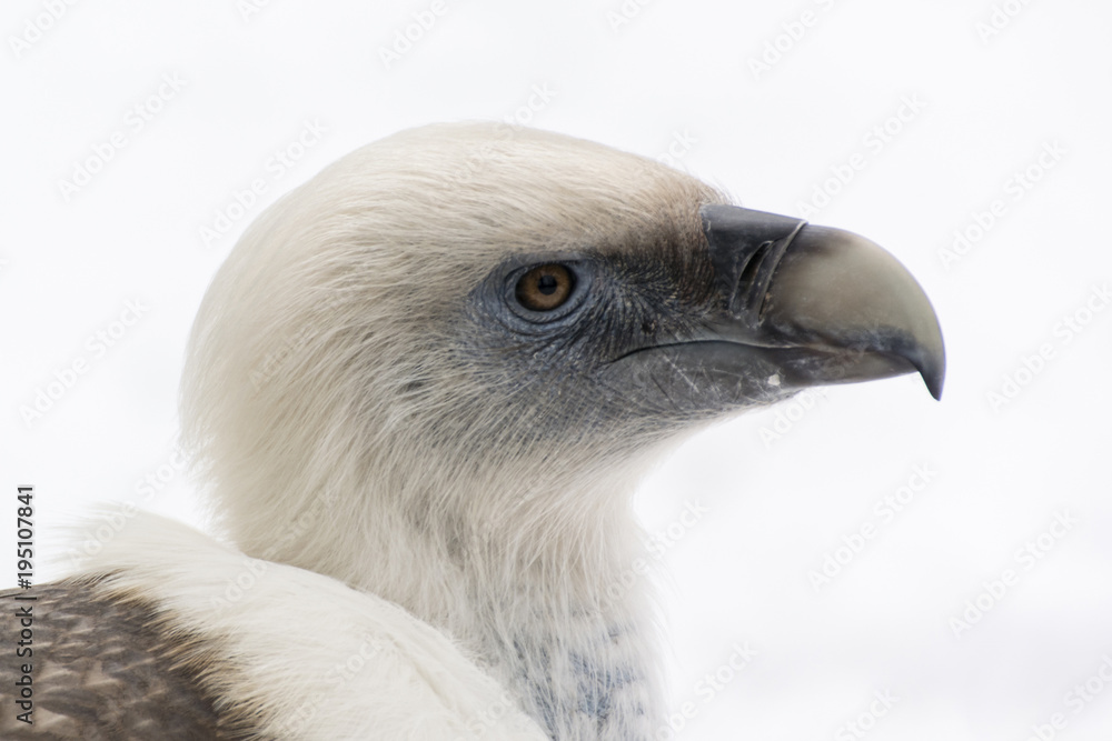 Gyps fulvus - Detail of a head with snow in the background. Gyps fulvus - Detail of a head with snow in the background.