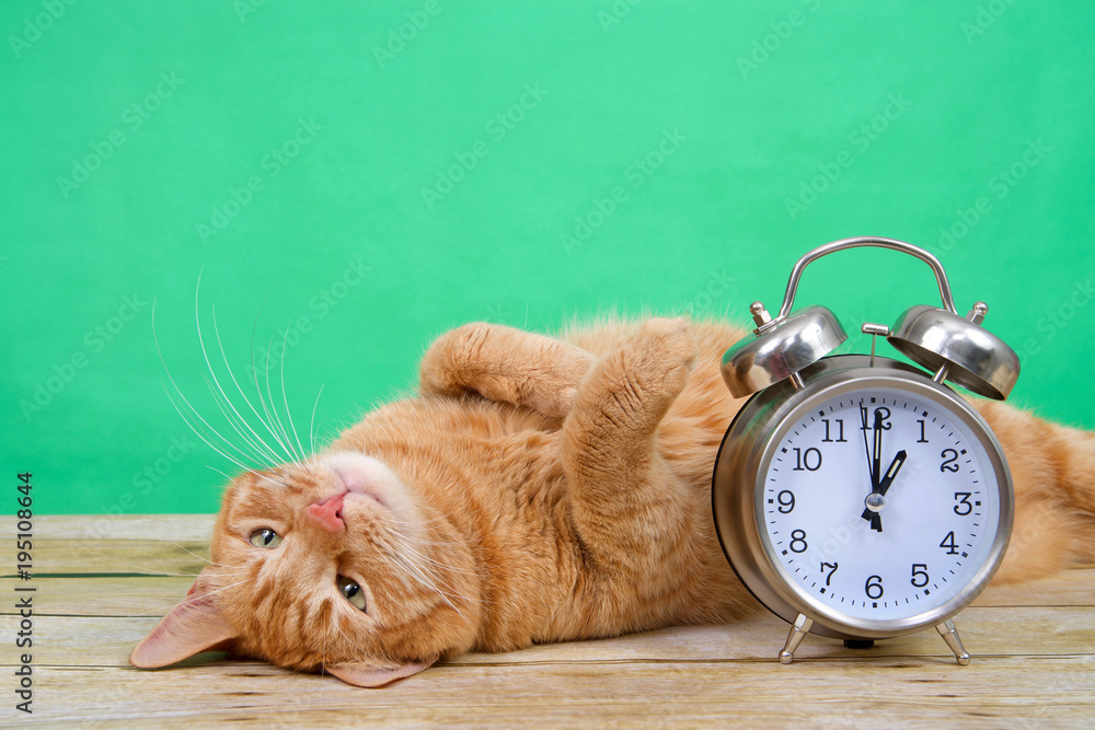 Obraz premium Pomarańczowy imbirowy tabby kot kłaść na drewnianej stołowej do góry nogami łapach w powietrzu, zielony tło obok staromodnego budzika ustawiającego 1 godzina AM. Czas letni. Wiosna do przodu. Spadać.