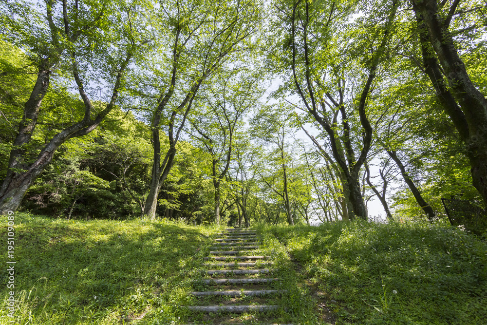 新緑の小径 新緑の小径