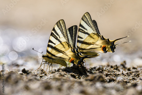 Swallow tail butterfly (papilio machao) photo