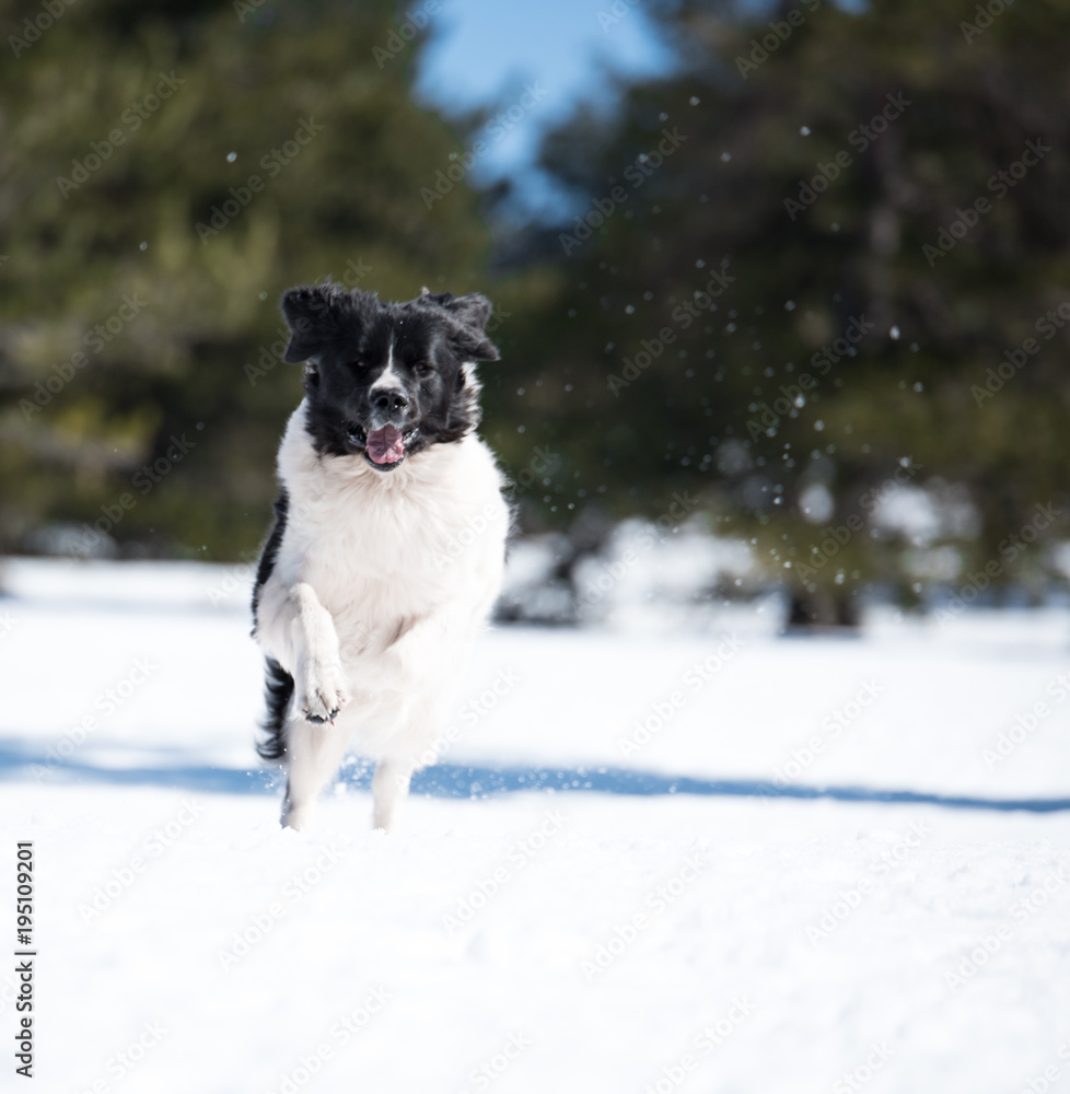 landseer in the snow winter white playing pure breed landseer in the snow winter white playing pure breed