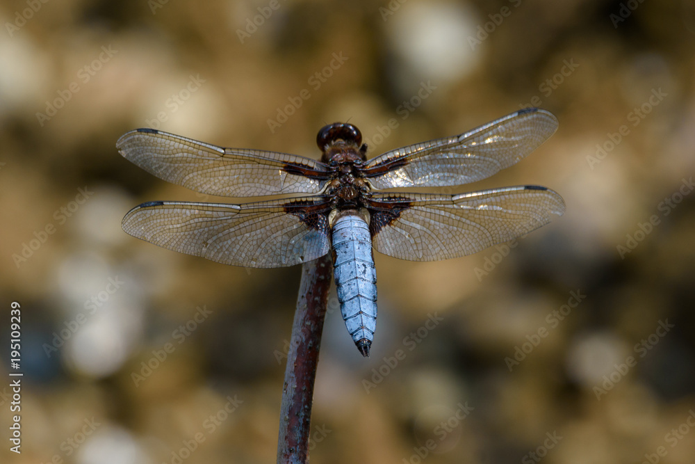 Blue dragonfly Blue dragonfly