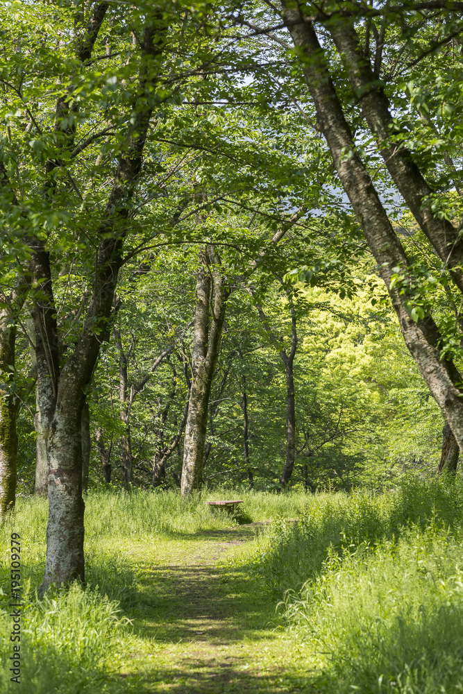 Fototapeta premium 新緑の小径