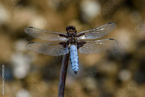 Blue dragonfly © constantincornel