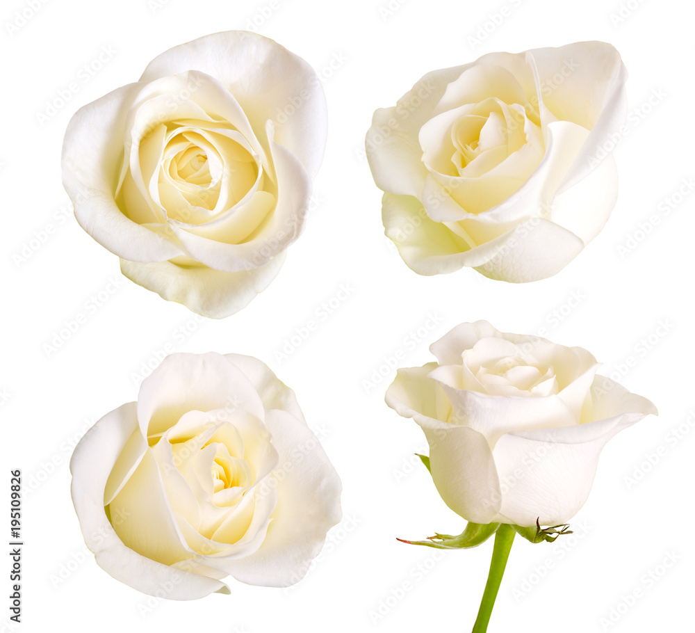 Obraz premium Set of white roses. Isolated on white background.