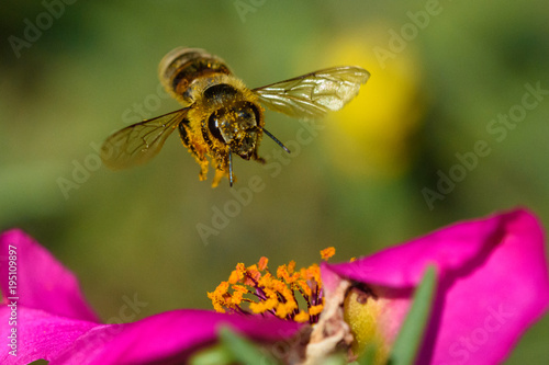 Fotomurale Honey Bee pollinating flower