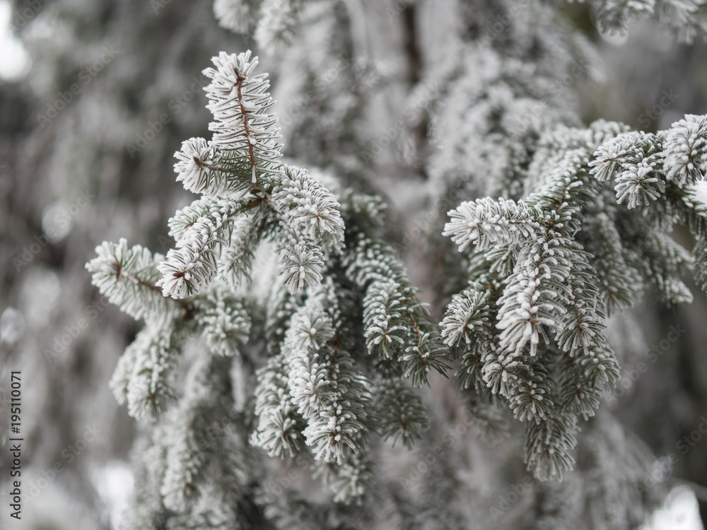 Evergreen covered in snow