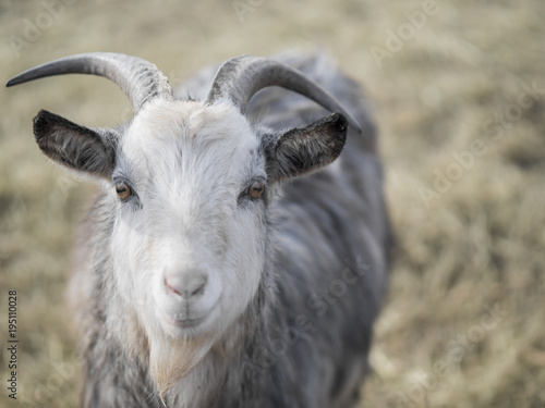 Grey goat being happy