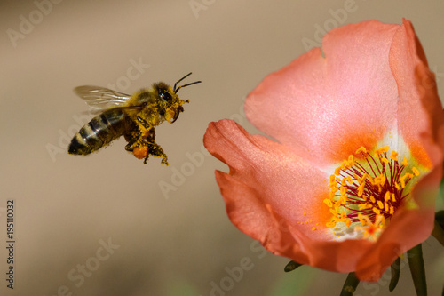 Honey Bee pollinating flower