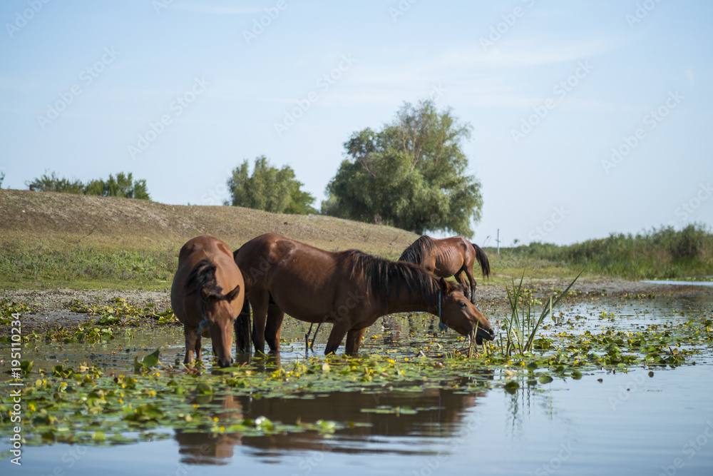 Fototapeta premium Wild horses near Letea forest situated in the Danube Delta