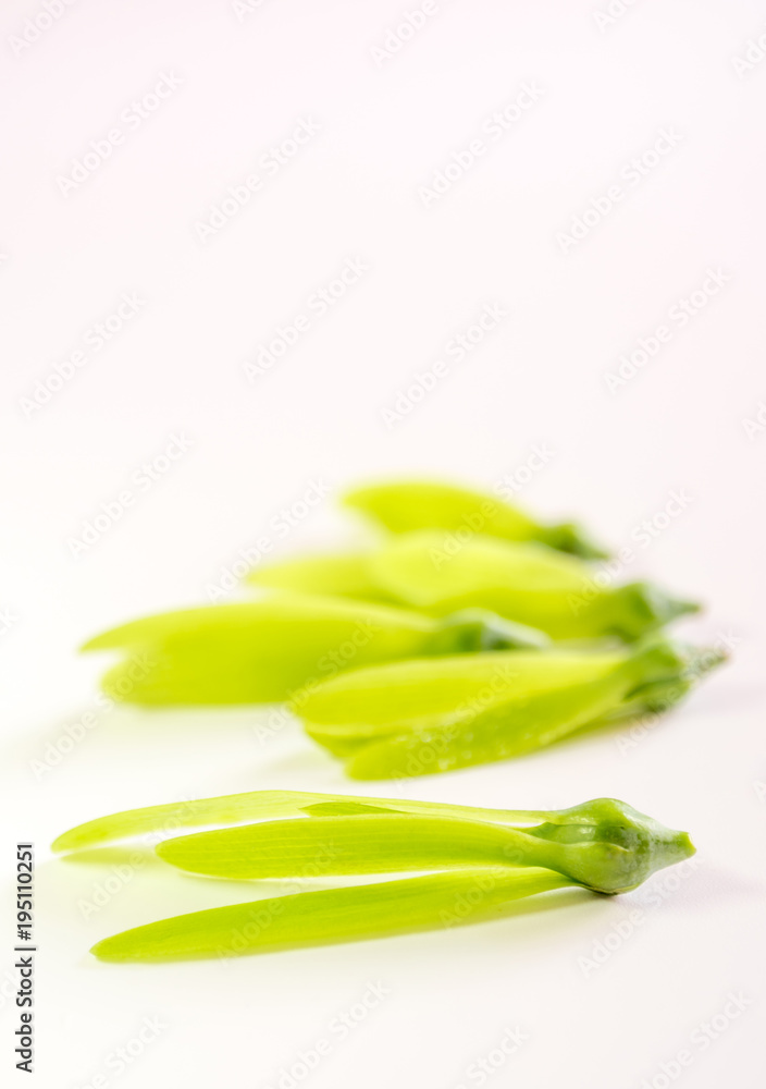 Fragile wing and young seed of White Meranti fall on white floor Fragile wing and young seed of White Meranti fall on white floor