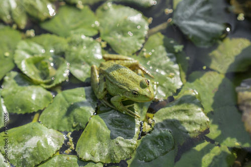 Green frog bathing in the sun
