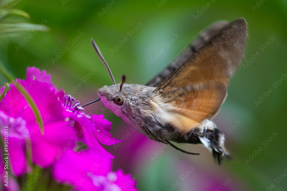 Macroglossum stellatarum, Hummingbird hawk-moth Macroglossum stellatarum, Hummingbird hawk-moth