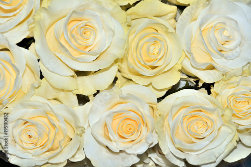 Beautiful floral background with amazing white roses with a yellow tint