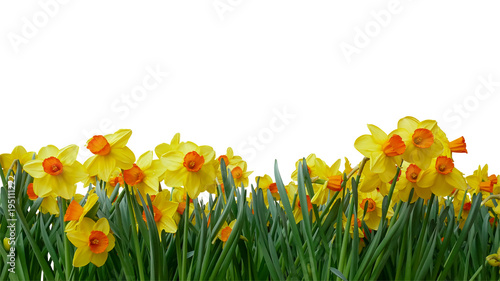 Bright yellow of Easter bells daffodils (Narcissus) spring flower field in springtime isolated on white background, clipping path included.